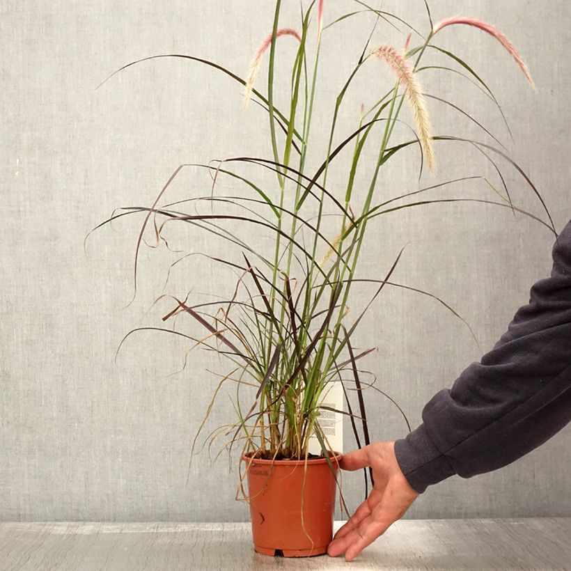 Exemplaar van Pennisetum advena Rubrum - Lampenpoetsersgras Pot van 1 l/1,5 l zoals geleverd in de herfst