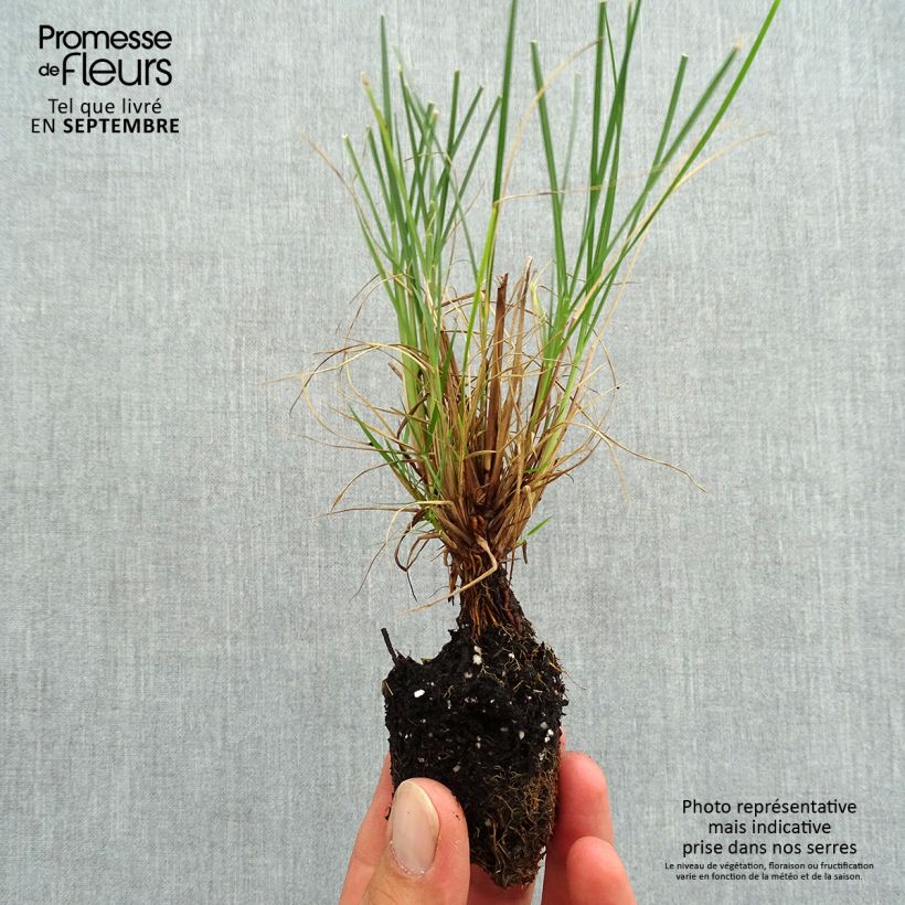 Exemplaar van Pennisetum alopecuroïdes Little Bunny - Lampenpoetsersgras Mini-mot Ø 3/4 cm zoals geleverd in de herfst