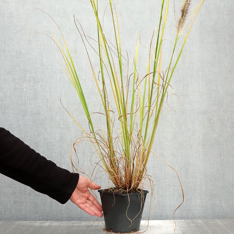 Exemplaar van Pennisetum alopecuroïdes Black Beauty - Lampenpoetsersgras Pot van 2 l/3 l zoals geleverd in de herfst