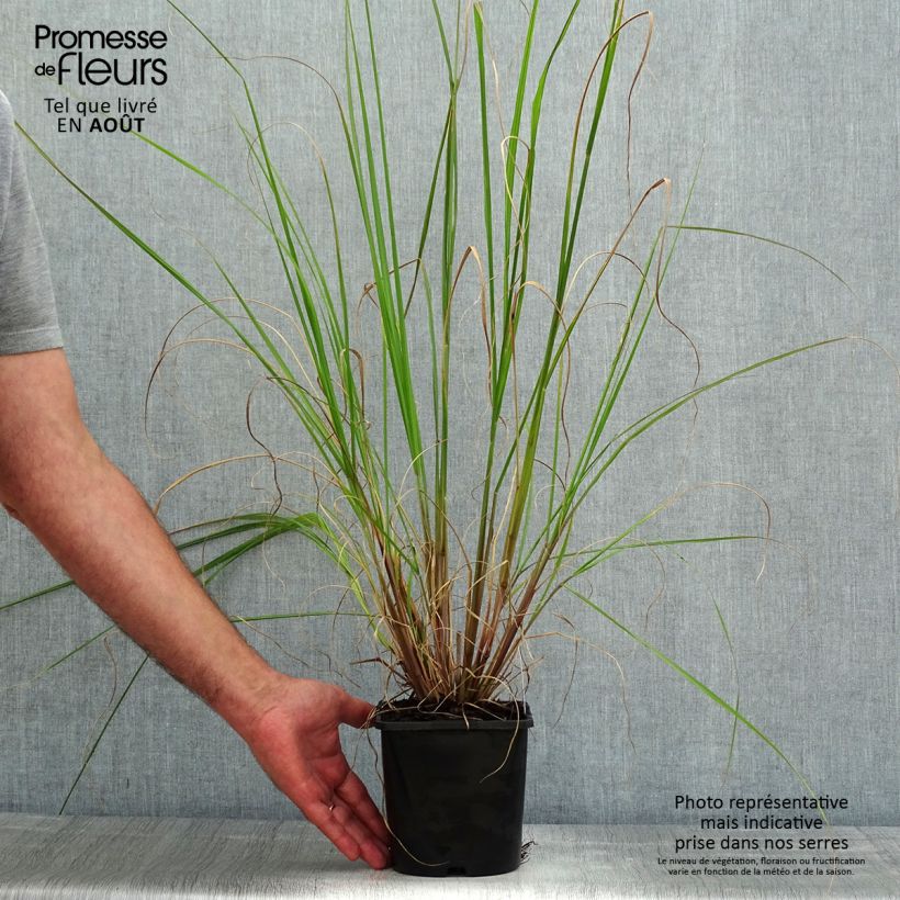 Exemplaar van Pennisetum alopecuroïdes Black Beauty - Lampenpoetsersgras Pot van 2 l/3 l zoals geleverd in de zomer