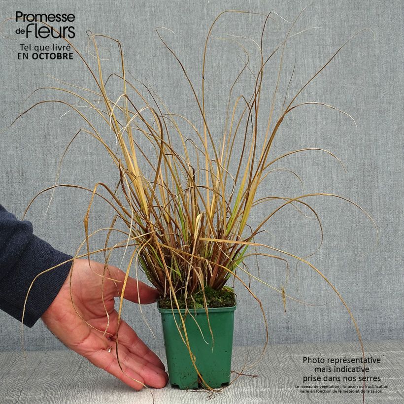 Exemplaar van Pennisetum alopecuroïdes Cassian - Lampenpoetsersgras Kweekpotje van 8/9 cm zoals geleverd in de herfst
