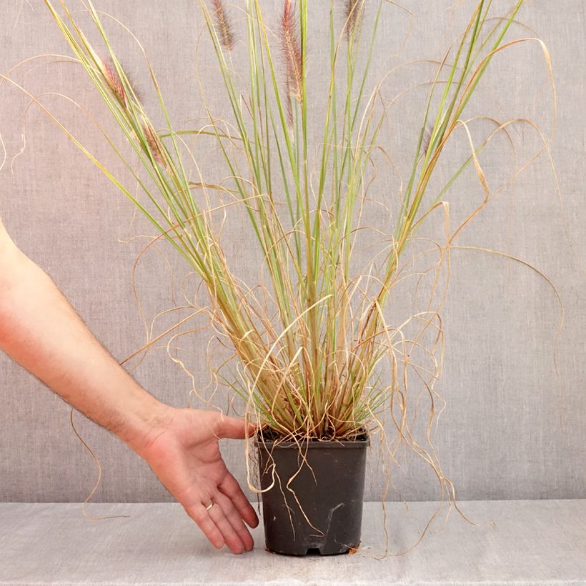 Exemplaar van Pennisetum alopecuroïdes f. viridescens - Lampenpoetsersgras Pot van 2 l/3 l zoals geleverd in de zomer
