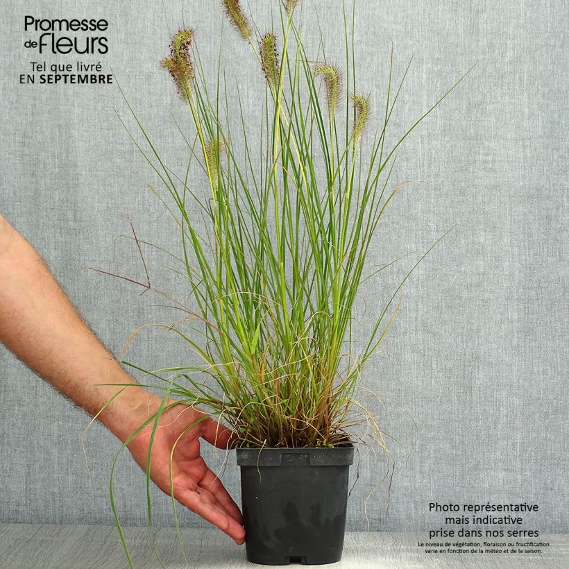 Exemplaar van Pennisetum alopecuroïdes Gelbstiel - Lampenpoetsersgras Pot van 2 l/3 l zoals geleverd in de zomer
