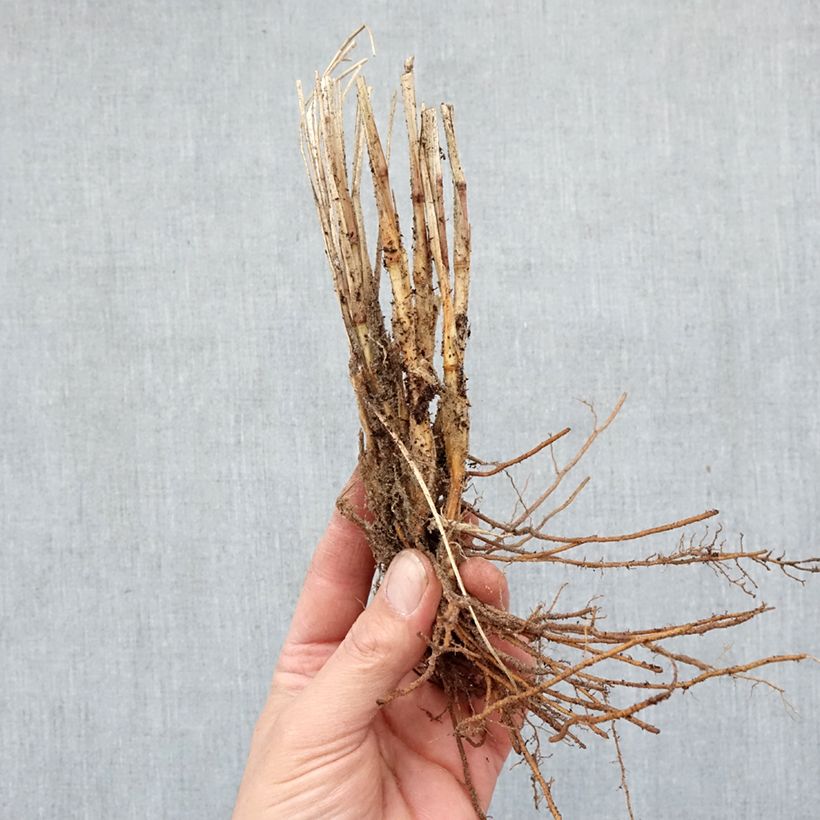 Exemplaar van Pennisetum alopecuroïdes Gelbstiel - Lampenpoetsersgras Naakte wortel zoals geleverd in de winter