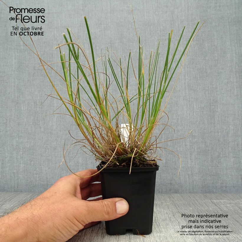 Exemplaar van Pennisetum alopecuroïdes Goldstrich - Lampenpoetsersgras Kweekpotje van 8/9 cm zoals geleverd in de herfst