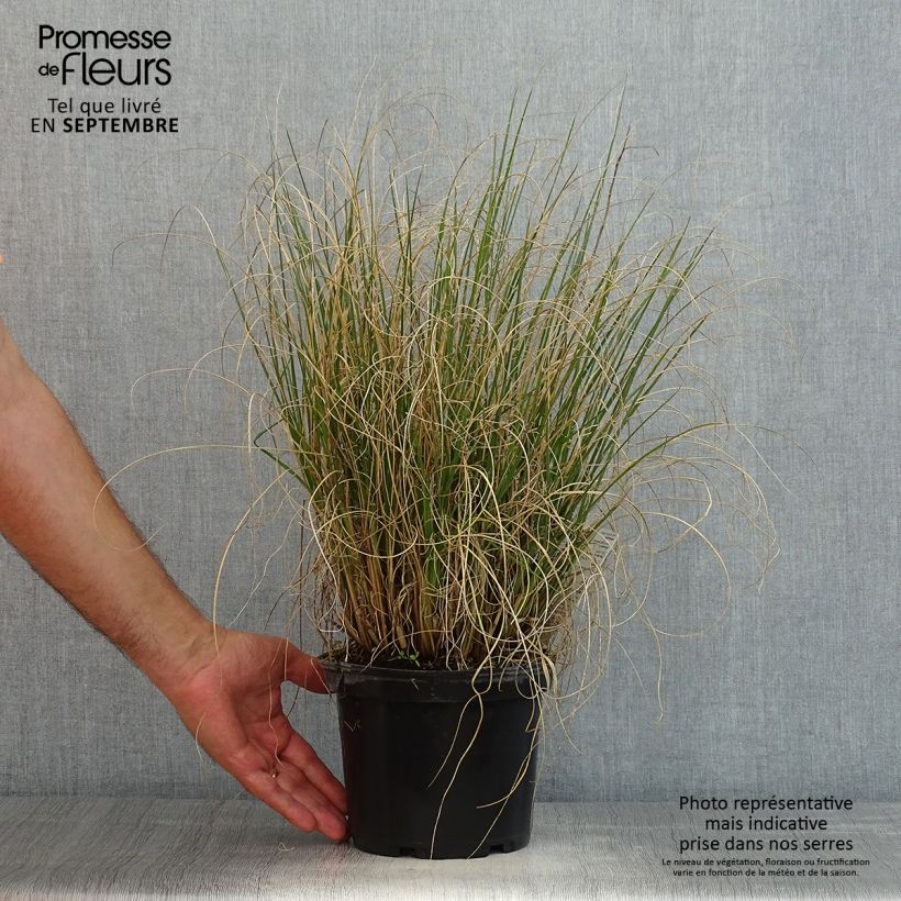 Exemplaar van Pennisetum alopecuroïdes Hameln - Lampenpoetsersgras Pot van 3 l/4 l zoals geleverd in de zomer