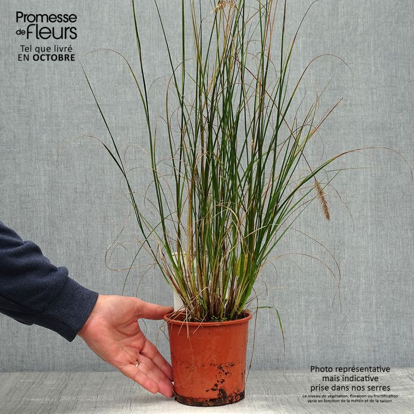 Exemplaar van Pennisetum alopecuroïdes Hameln - Lampenpoetsersgras Pot van 1 l/1,5 l zoals geleverd in de herfst