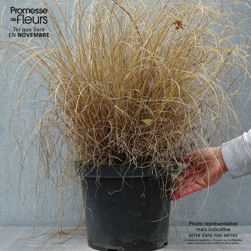 Exemplaar van Pennisetum alopecuroïdes Hameln - Lampenpoetsersgras Pot van 7,5 l/10 l zoals geleverd in de herfst