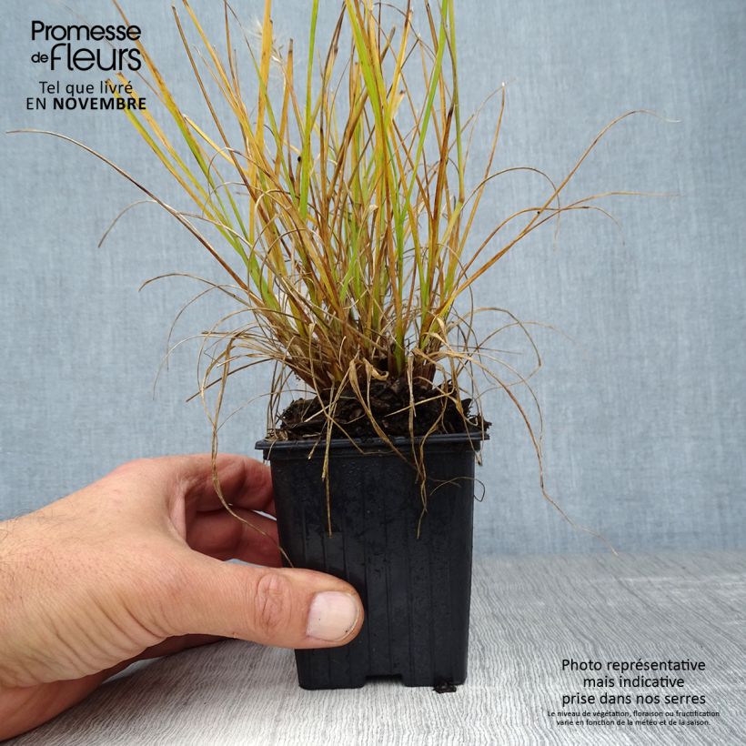Exemplaar van Pennisetum alopecuroïdes Hameln Gold - Lampenpoetsersgras Kweekpotje van 8/9 cm zoals geleverd in de herfst