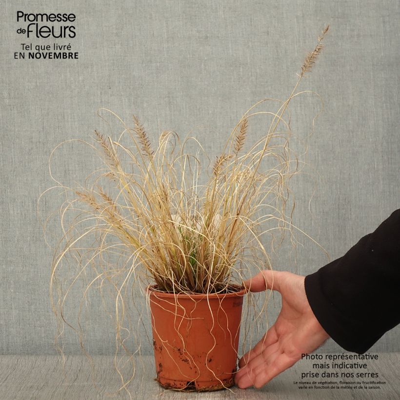 Exemplaar van Pennisetum alopecuroïdes Hameln Gold - Lampenpoetsersgras Pot van 1 l/1,5 l zoals geleverd in de herfst