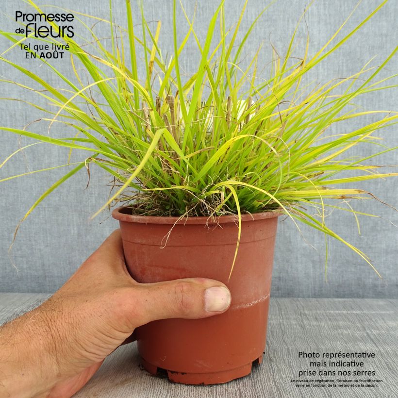 Exemplaar van Pennisetum alopecuroïdes Hameln Gold - Lampenpoetsersgras Pot van 1 l/1,5 l zoals geleverd in de zomer