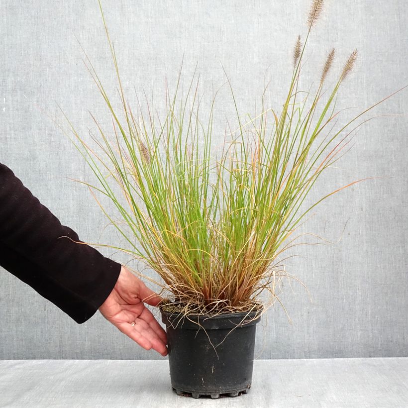 Exemplaar van Pennisetum alopecuroïdes Hameln - Lampenpoetsersgras Pot van 3 l/4 l zoals geleverd in de herfst