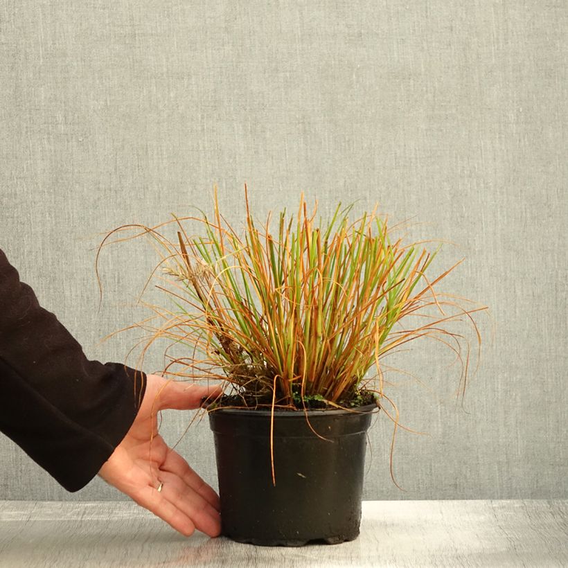 Exemplaar van Pennisetum alopecuroïdes Hameln - Lampenpoetsersgras Pot van 2 l/3 l zoals geleverd in de herfst