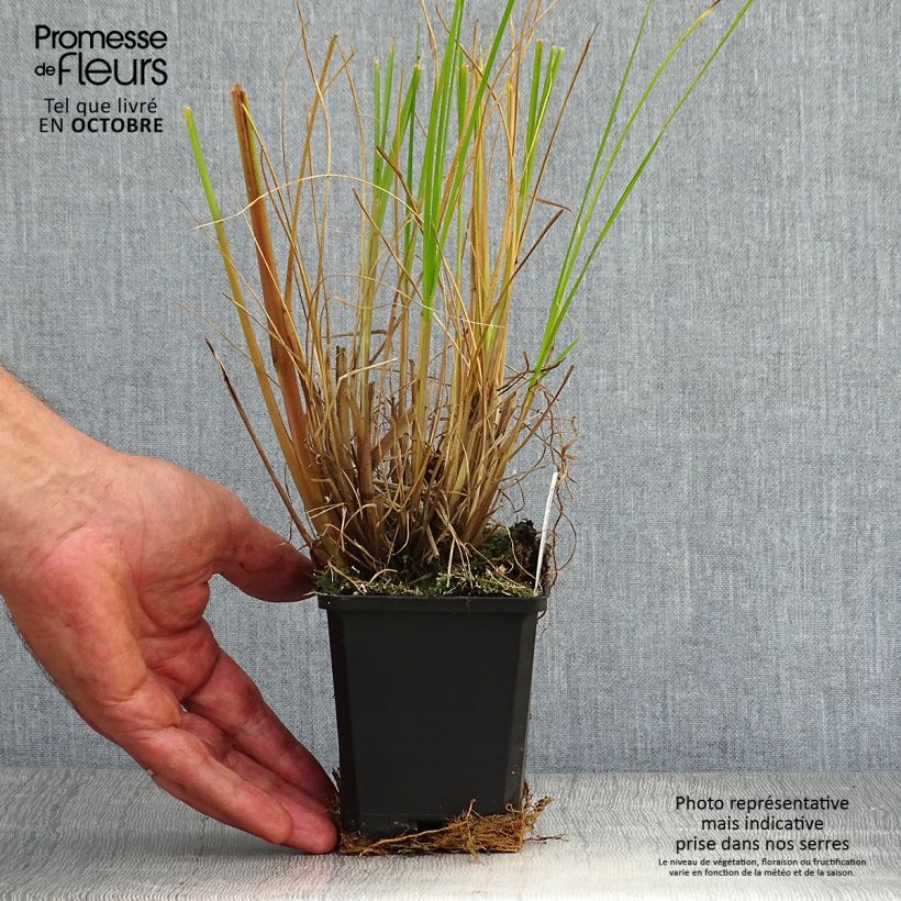 Exemplaar van Pennisetum alopecuroïdes Japonicum - Lampenpoetsersgras Kweekpotje van 8/9 cm zoals geleverd in de herfst