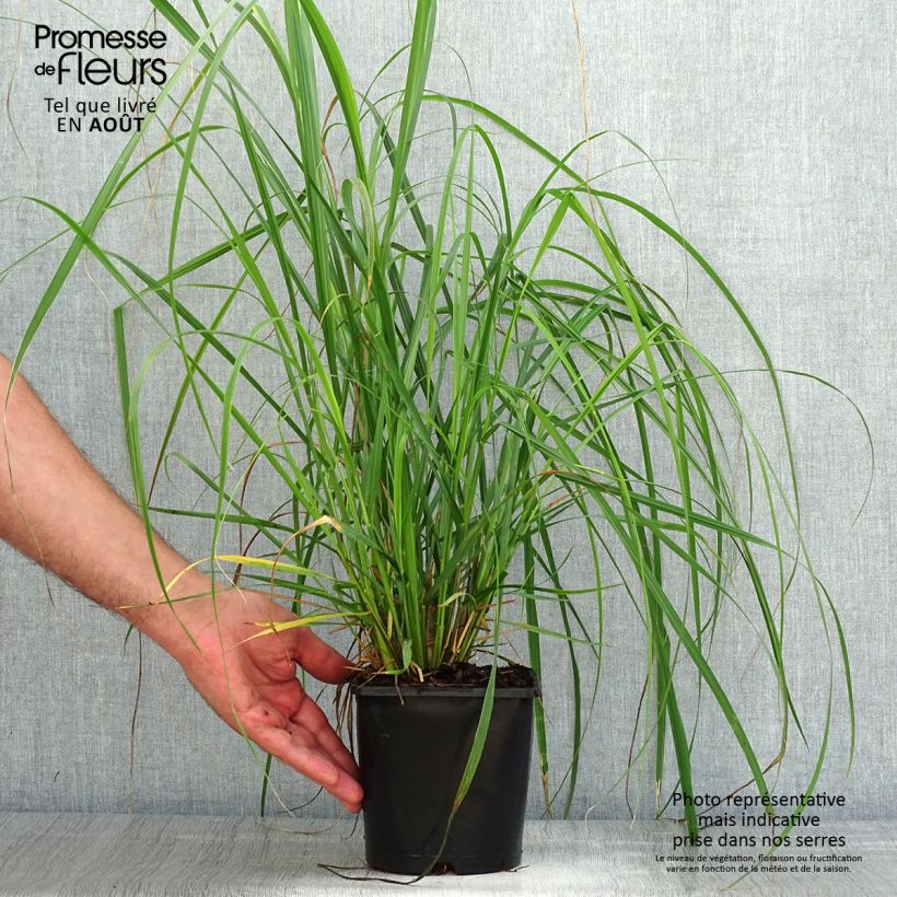 Exemplaar van Pennisetum alopecuroïdes Japonicum - Lampenpoetsersgras Pot van 2 l/3 l zoals geleverd in de zomer