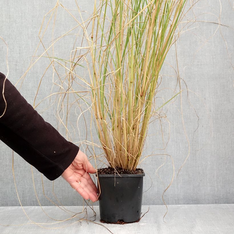 Exemplaar van Pennisetum alopecuroïdes Japonicum - Lampenpoetsersgras Pot van 2 l/3 l zoals geleverd in de herfst