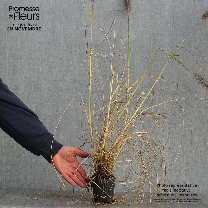 Exemplaar van Pennisetum alopecuroïdes Lepage Gold - Lampenpoetsersgras Kweekpotje van 8/9 cm zoals geleverd in de herfst