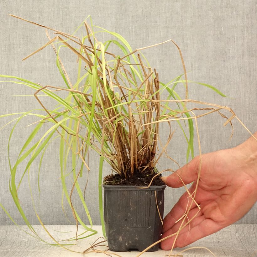 Exemplaar van Pennisetum alopecuroïdes Lepage Gold - Lampenpoetsersgras Kweekpotje van 8/9 cm zoals geleverd in de zomer
