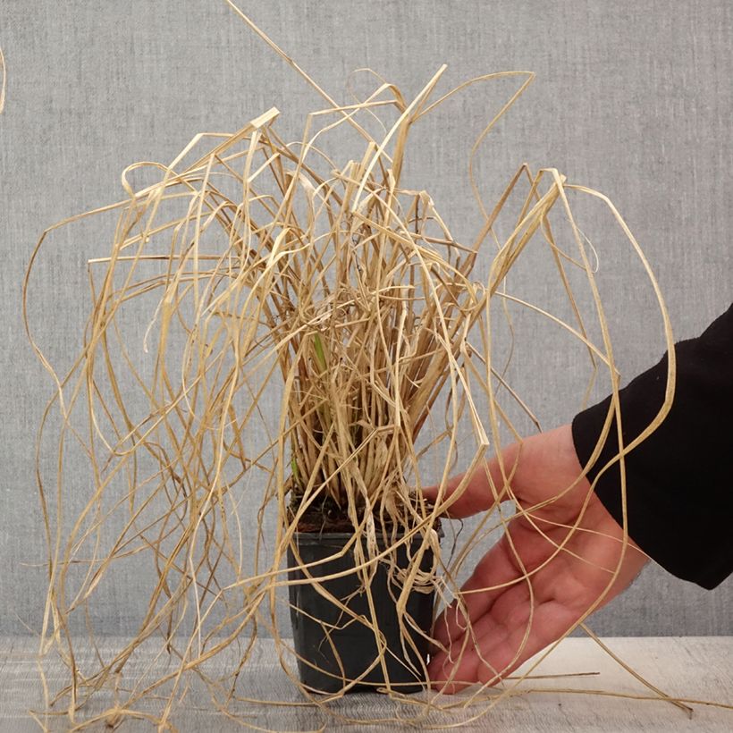 Exemplaar van Pennisetum alopecuroïdes Lepage Gold - Lampenpoetsersgras Kweekpotje van 8/9 cm zoals geleverd in de lente