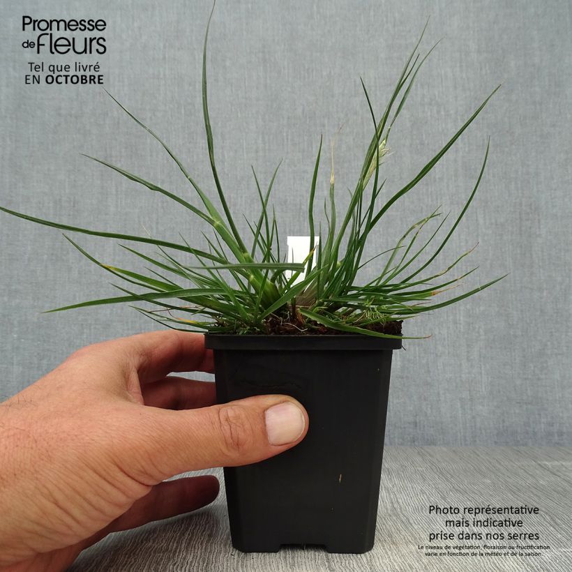 Exemplaar van Pennisetum alopecuroïdes Little Bunny - Lampenpoetsersgras Kweekpotje van 8/9 cm zoals geleverd in de herfst