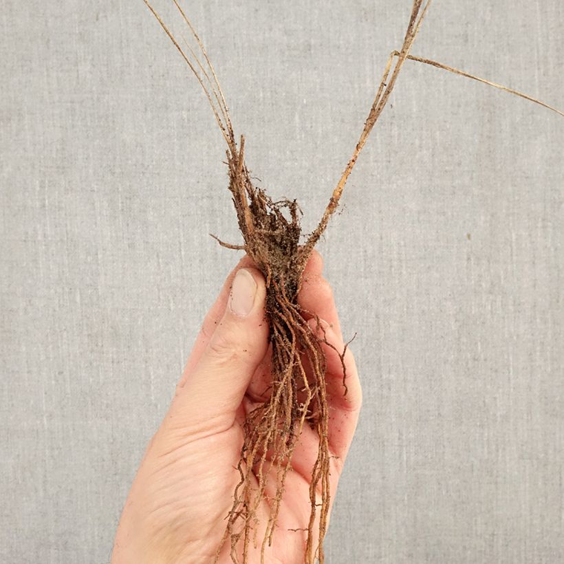 Exemplaar van Pennisetum alopecuroïdes Little Bunny - Lampenpoetsersgras Naakte wortel zoals geleverd in de winter