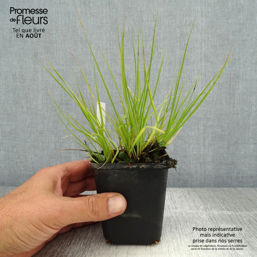 Exemplaar van Pennisetum alopecuroides Lumen Gold - Lampenpoetsersgras Kweekpotje van 8/9 cm zoals geleverd in de zomer