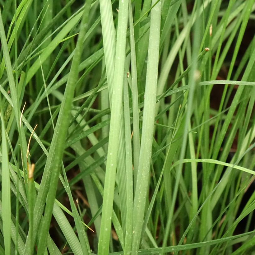 Pennisetum alopecuroïdes Moudry - Lampenpoetsersgras (Blad)