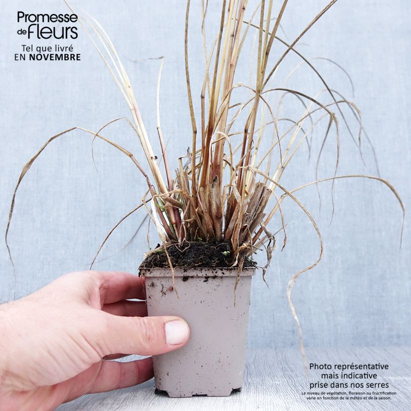 Exemplaar van Pennisetum alopecuroïdes National Arboretum - Lampenpoetsersgras Kweekpotje van 8/9 cm zoals geleverd in de herfst