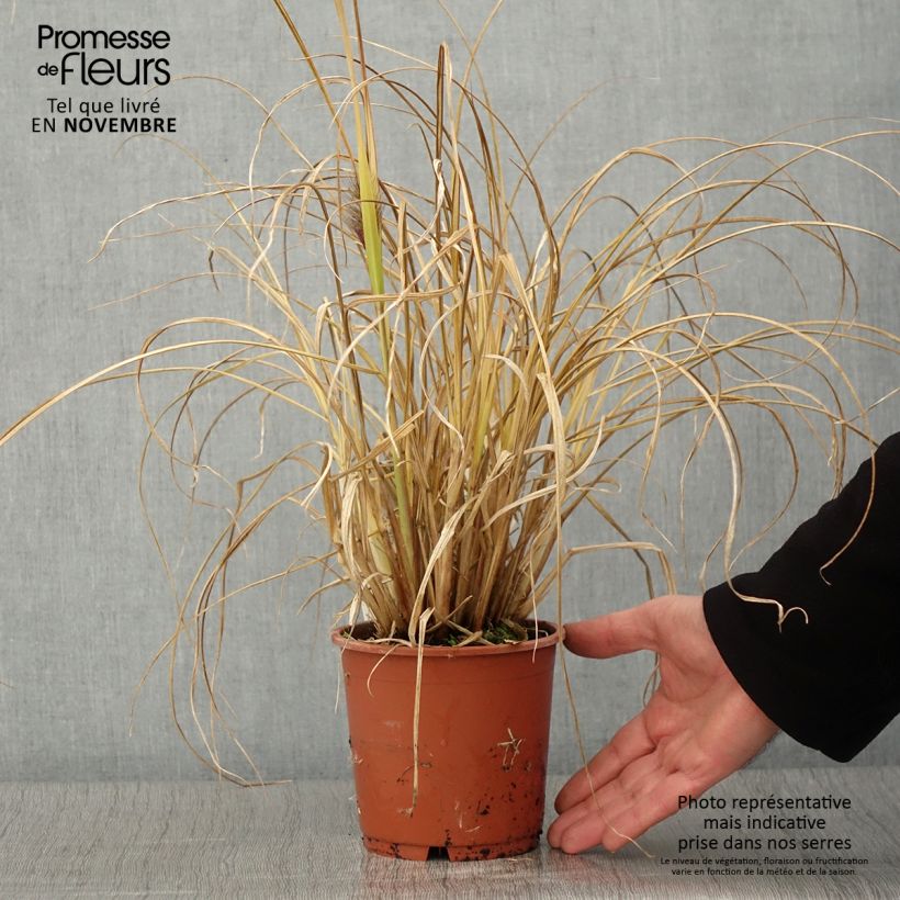 Exemplaar van Pennisetum alopecuroides National Arboretum - Herbe aux écouvillons pourpres Pot de 1L/1,5L zoals geleverd in de herfst