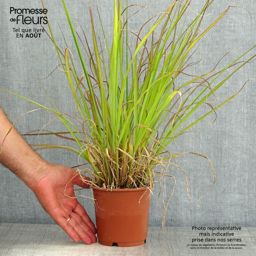 Exemplaar van Pennisetum alopecuroïdes National Arboretum - Lampenpoetsersgras Pot van 1 l/1,5 l zoals geleverd in de zomer
