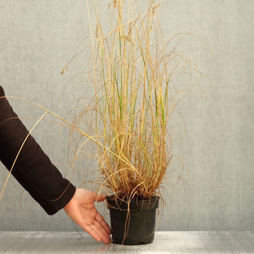Exemplaar van Pennisetum alopecuroides National Arboretum - Herbe aux écouvillons pourpres Pot de 3L/4L zoals geleverd in de herfst