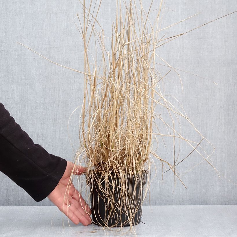 Exemplaar van Pennisetum alopecuroïdes National Arboretum - Lampenpoetsersgras Pot van 3 l/4 l zoals geleverd in de lente