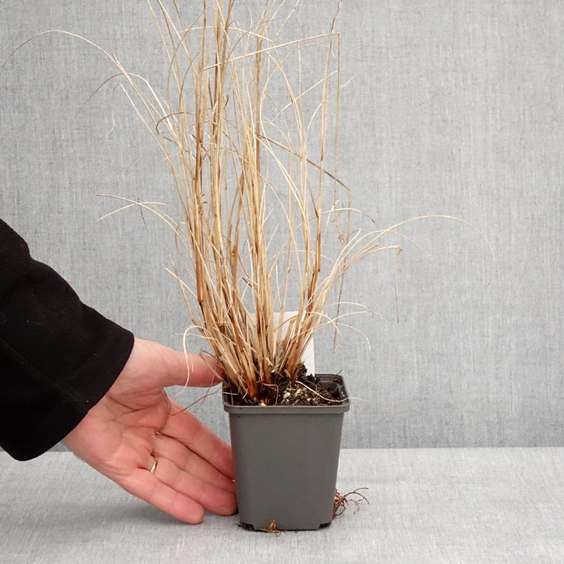 Exemplaar van Pennisetum alopecuroides Piglet - Herbe aux écouvillons Godet de 8/9 cm zoals geleverd in de winter