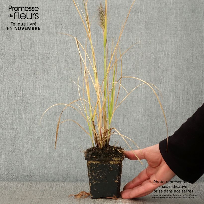 Exemplaar van Pennisetum alopecuroïdes Red Head - Lampenpoetsersgras Kweekpotje van 8/9 cm zoals geleverd in de herfst