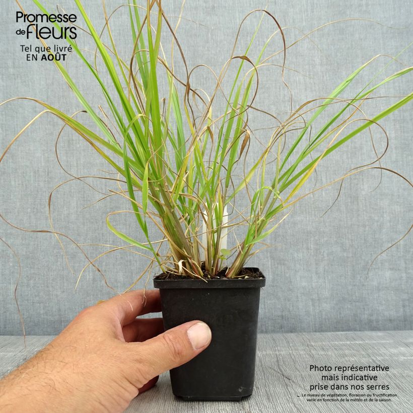 Exemplaar van Pennisetum alopecuroïdes Red Head - Lampenpoetsersgras Kweekpotje van 8/9 cm zoals geleverd in de zomer