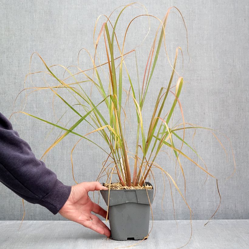 Exemplaar van Pennisetum alopecuroïdes Red Head - Lampenpoetsersgras Pot van 2 l/3 l zoals geleverd in de herfst