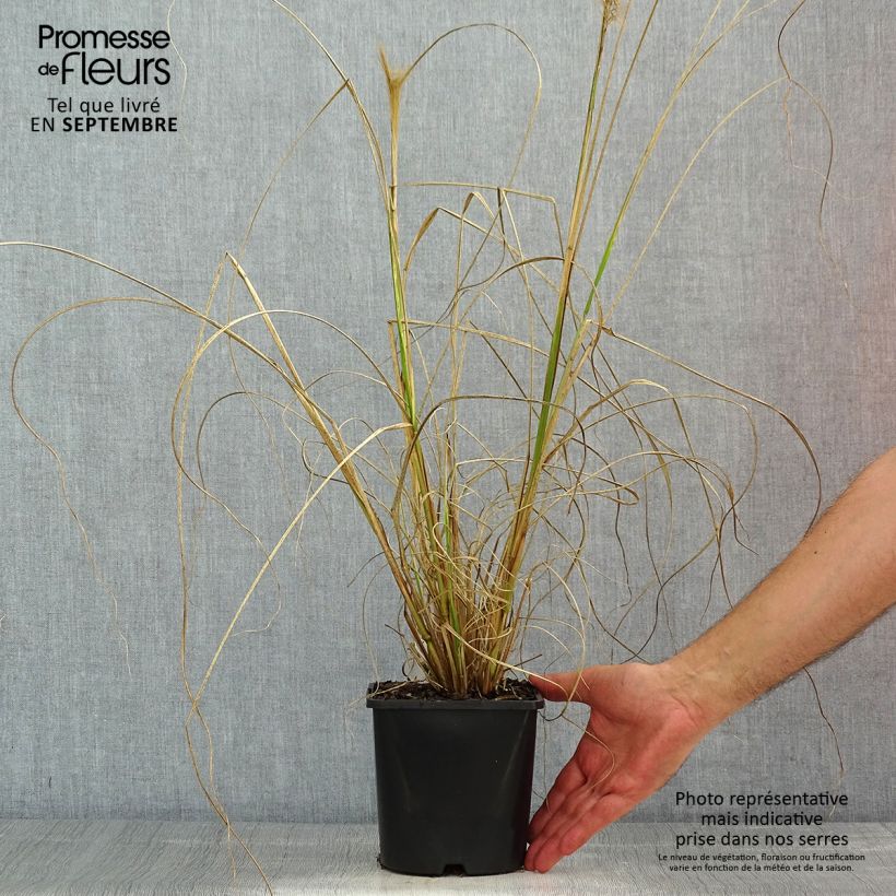 Exemplaar van Pennisetum alopecuroïdes Red Head - Lampenpoetsersgras Pot van 2 l/3 l zoals geleverd in de zomer