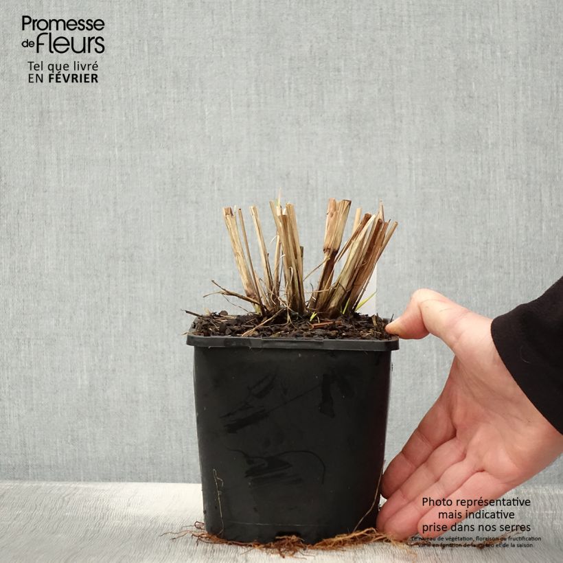 Exemplaar van Pennisetum alopecuroides Red Head - Herbe aux écouvillons Pot de 2L/3L zoals geleverd in de winter