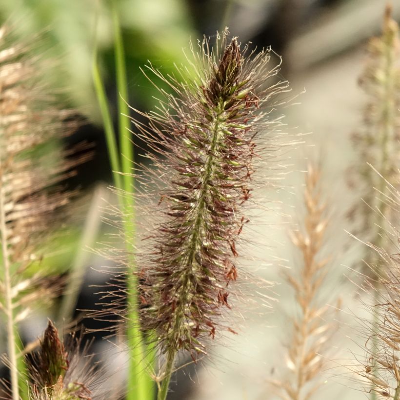 Pennisetum alopecuroïdes Red Head - Lampenpoetsersgras (Bloei)