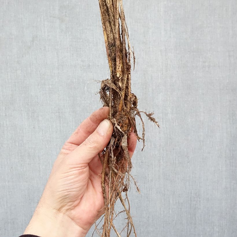 Exemplaar van Pennisetum alopecuroïdes Red Head - Lampenpoetsersgras Naakte wortel zoals geleverd in de winter