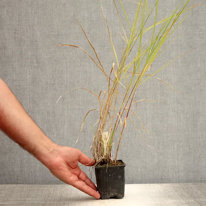 Exemplaar van Pennisetum incomptum - Lampenpoetsersgras Kweekpotje van 8/9 cm zoals geleverd in de zomer
