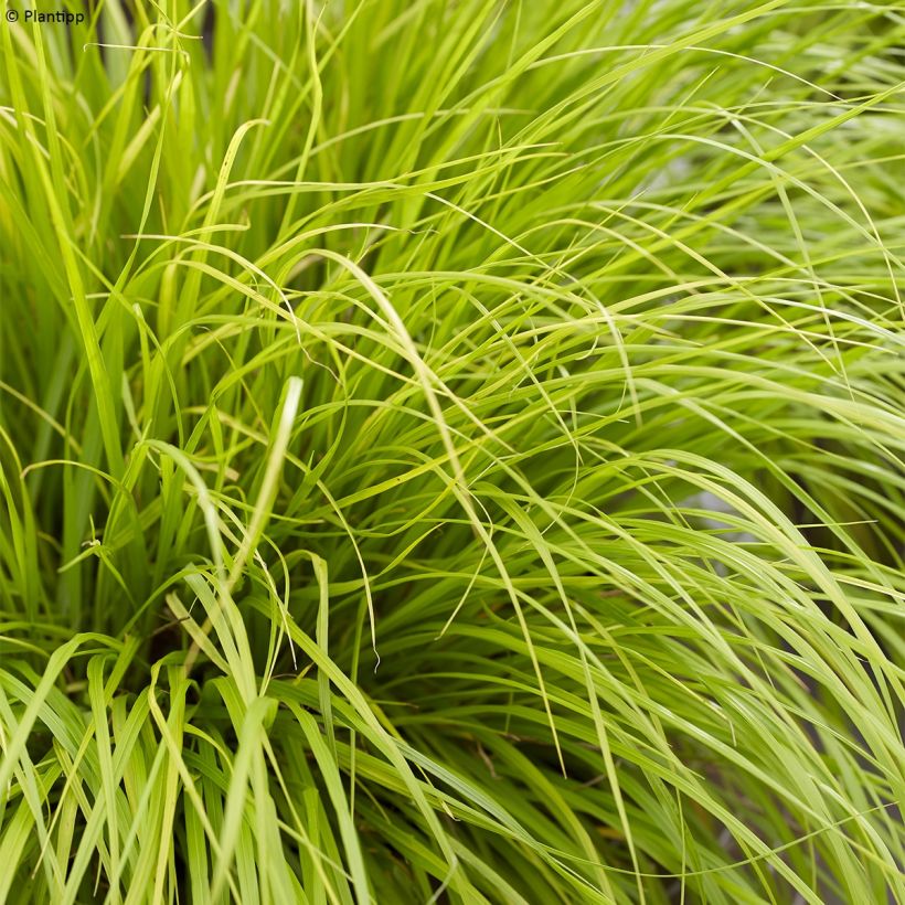 Pennisetum alopecuroides Lumen Gold - Lampenpoetsersgras (Blad)