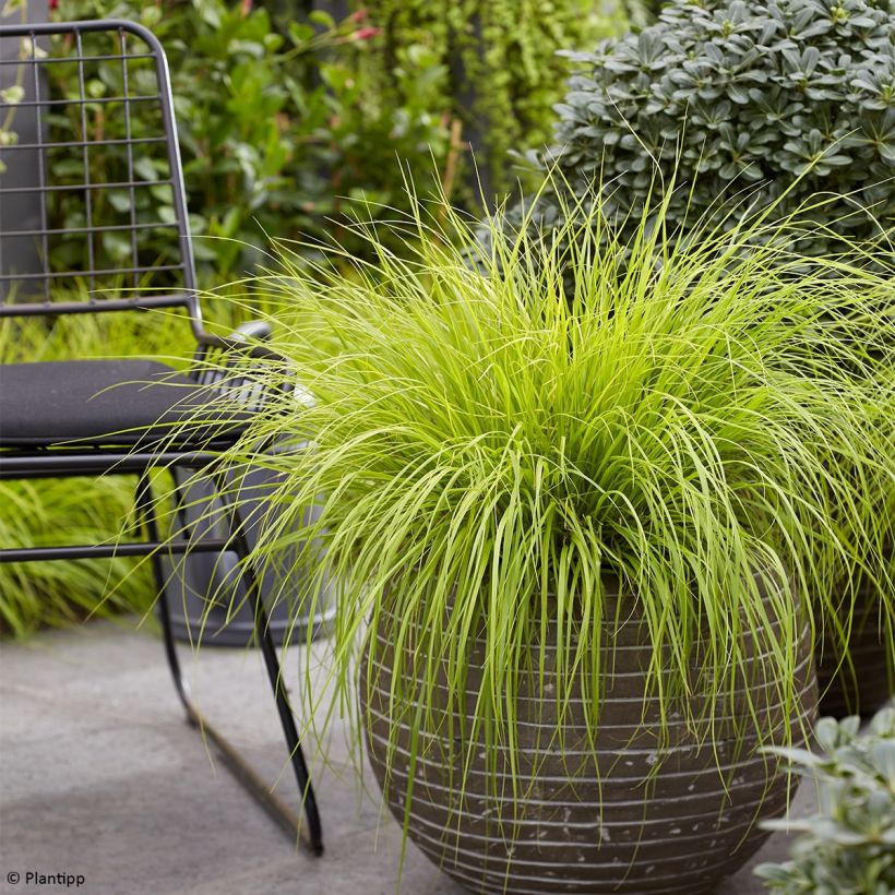 Pennisetum alopecuroides Lumen Gold - Lampenpoetsersgras (Groeiplaats)