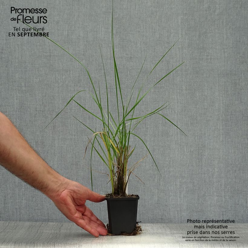 Exemplaar van Pennisetum macrourum - Lampenpoetsersgras Kweekpotje van 8/9 cm zoals geleverd in de herfst