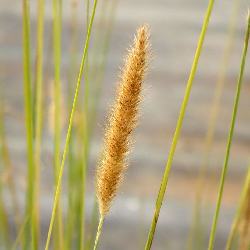 Pennisetum macrourum - Lampenpoetsersgras (Bloei)