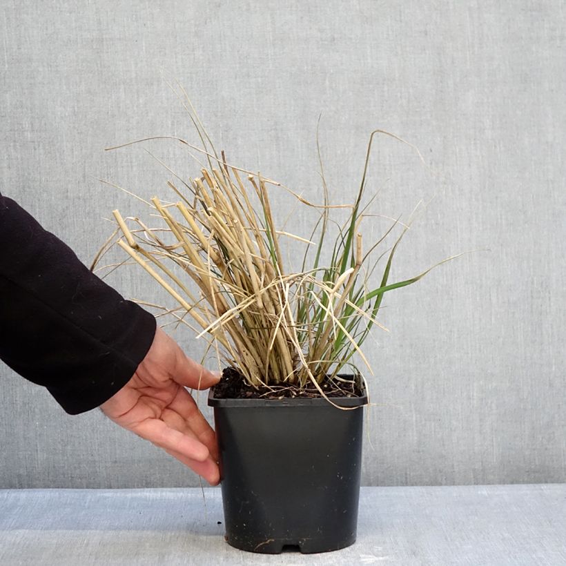 Exemplaar van Pennisetum macrourum White Lancer - Lampenpoetsersgras Pot van 1,5 l/2 l zoals geleverd in de winter