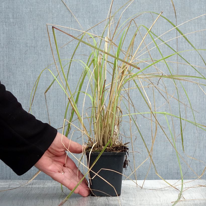 Exemplaar van Pennisetum massaicum Red Bunny Tail - Lampenpoetsersgras Kweekpotje van 8/9 cm zoals geleverd in de herfst