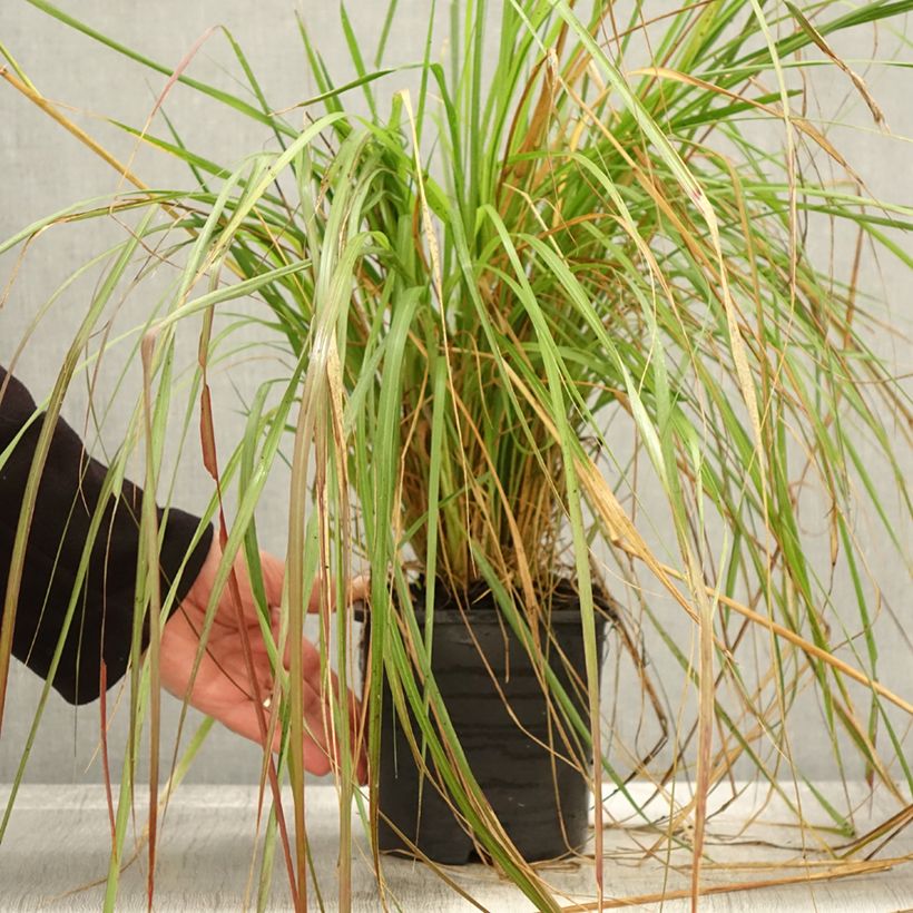 Exemplaar van Pennisetum massaicum Red Bunny Tail - Lampenpoetsersgras Pot van 2 l/3 l zoals geleverd in de herfst