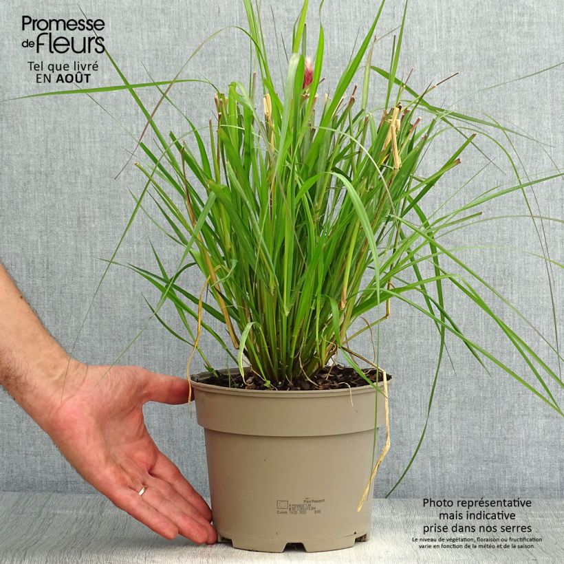Exemplaar van Pennisetum massaicum Red Bunny Tail - Lampenpoetsersgras Pot van 2 l/3 l zoals geleverd in de zomer