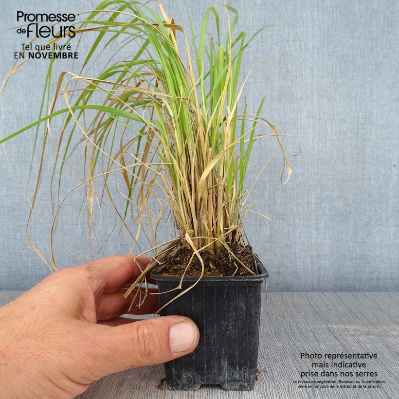 Exemplaar van Pennisetum massaicum Red Button - Lampenpoetsersgras Kweekpotje van 8/9 cm zoals geleverd in de herfst